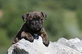 STAFFIE 096